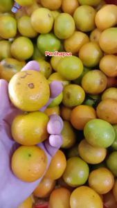 Bibit Jeruk Santang Madu Super Okulasi Bisa Berbuah Dalam Pot