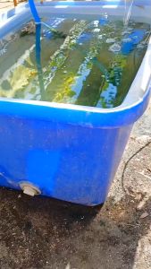 ด่างเข้มข้น KOH ชนิดเกร็ด สำหรับปรับค่า pH ของสารละลาย