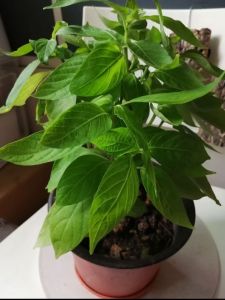 🌿 Chinese Violet Asystasia gangetica Plant (Edible) Organic
