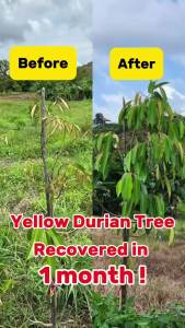 PULI-NANO Humic Acid Fertilizer for Durian Trees | Helps with Yellow Leaves Weak Roots and Poor Soil | 1L 5L 10L