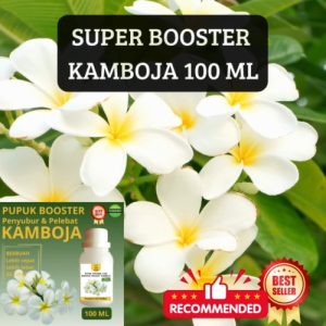 Pupuk Cair Kamboja 100 ML Supaya Cepat Berbunga Pupuk Kamboja Supaya Subur Berbunga Cepat Besar