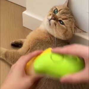 Petshome 3-In-1 Pet Steam Brush Massage Pet Grooming Removing Tangled and Loose Hair Cat Brushes Grooming Supplies