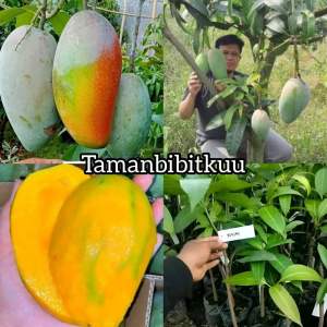 Bibit Mangga Kiojay Unggul Hasil Okulasi Siap Berbuah Cepat