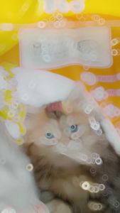 MARKOTOPS Pasir 55 Liter - Pasir Kucing Gumpal Wangi - Markotop 55 L