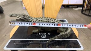 Tượng cá sấu dài 25cm bằng đồng phong thủy màu xanh giả cổ