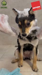 { "เมทดู แชมพูสัตว์เลี้ยงออร์แกนิก 500 ml (พืชจริง) Natura organic pet shampoo 500 ml (เจลเป๊ะสีจริง) - สมัครสร้างความสุขภาพสำหรับแพทย์" }