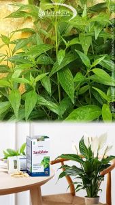 Daun Sambiloto Kapsul: Suplemen Kesehatan & Daya Tahan Tubuh