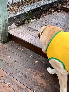 [ 7 - 40KG ] áo ba lỗ hoạt hình dành cho chó giống lớn - T3 PETS SHOP