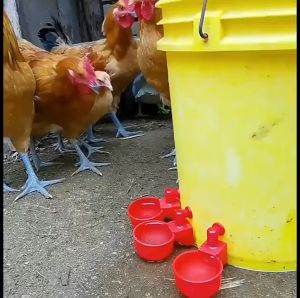 2/4pcs Automatic Poultry Drinker Bowl Chicken Bird Water Cup Bowl Kit Farm Coop Poultry Hanging Drinking Water Feeder