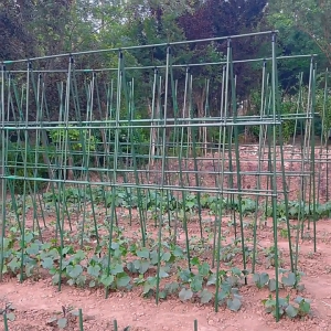 10แท่ง ไม้ค้ำต้นไม้ ไม้หลัก เสาค้ำต้นไม้ เสามะเขือเทศ หลักไม้เลื้อย เสาไม้เลื้อย ยาว60ซม. หนา8มม. ซุ้มไม้เลื้อย โครงเหล็กซุ้ม โครงไม้เลื้อย ไม้ค้ำยันต้นไม้ ซุ้มต้นไม้ หลักไม้ค้ำ สาค้ำผักสวนครัว เสาองุ่น ซุ้มกุหลาบ ซุ้มไม้ดอก (จัดส่งจากประเทศไทย)