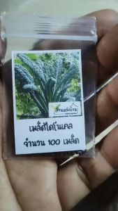 100 เมล็ด ไดโนเคล เมล็ดไดโนเคล เมล็ดเคล เคล คะน้าไดโนเคล เมล็ดคะน้าไดโนเคล เคลไดโน