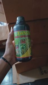 Fungisida Bulai Jagung & Cara Mengatasinya