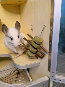 cỏ khô afafa dành cho thỏ bọ sóc baby dưới 6 tháng tuổi - T3 PETS SHOP