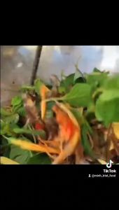 Khô Cá Nhâm Cá Trích Loại 1 Chuẩn Nướng Thơm (Tặng Kèm Mắm Tắc) Chua Ngọt Dùng Ngay- VỰA KHÔ NÀNG TIÊN