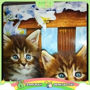 Kalender Dinding Tahun 2024 Triwulan