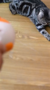 SKISOPGO Cat Teaser Cat Dog Feeder Toys with Laser Cat Food Bounce Pistol Toys Interactive Cat Toys Pet Supplies