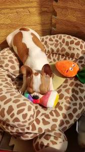 Rainbow Striped Bone Shaped Latex Squeaky Dog Toy Resistant Teething Chew Toy Colorful Design Anxiety Relief Interactive Toy
