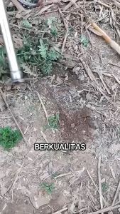 2in1 Cangkul Pacul dan Garukan Taman Mini