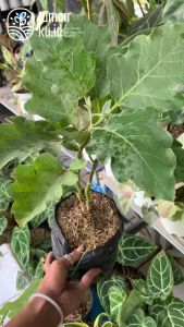 Bibit Tanaman Terong Tanaman Sayur Buah Terong