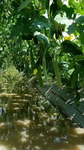 (Gói 9gr) Hạt Giống Mướp Hương Lai F1-Thanh Dịu 1.0 ĐỒNG TIỀN VÀNG