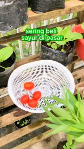 INFARM - Benih Super Tomat Bibit Buah Tomat Biji Super Tomat Benih Bibit Tomat Biji Tomat Infarm Benih Tanaman Buah Buahan