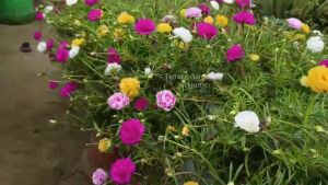 moss rose portuluca vietnam rose cuttings
