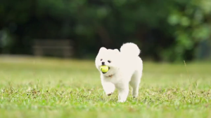 Hills Science Diet Canine Small & Mini Adult