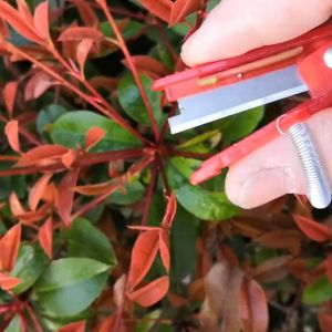 มีดตัดยอด เก็บยอดอ่อนชา พลาสติกสีแดง ยอดต้นอ่อน มีใบมีดในตัว เก็บยอดผล เด็ดผัก ตัดปลายยอด นิ้วติดใบมีดเด็ดยอด