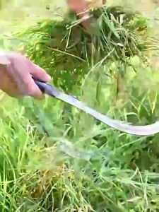 เคียวเหล็กแมงกานีส แท้ กรุงเทพ 100% เคียวด้ามยาว 60cm ลดคมพิเศษ