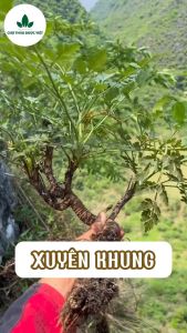 Xuyên khung 1kg hàng khô sạch thái lát mỏng không vụn - Chợ Thảo Dược Việt