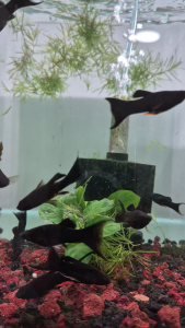 Premium Black lyretail molly black molly aquarium fish algae eater molly midnight black molly aquascape fish peaceful community fish.| TAG Ecohill