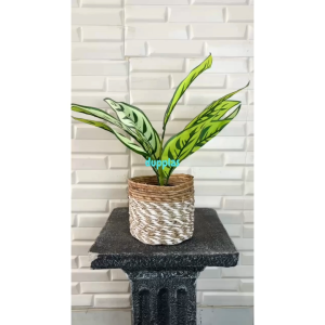 Tanaman Hias Pohon Artificial Callathea X9 Semilatex Cover Pot Seagrass Coklat Mini Hiasan Kamar Aesthetic