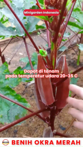 BENIH OKRA MERAH bibit tanaman okra carmine splendor biji sayur okra