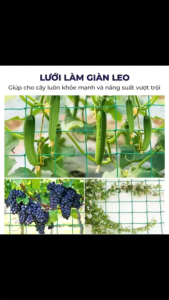 Lưới Giàn Leo PE 2M x 5M Mắt 14CM Chống UV Siêu Bền Làm Giàn Cây Leo Ban Công Sân Thượng Nhà Vườn