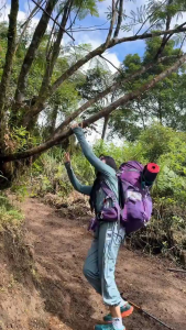 Royal Channa - Kapsul Channa Mempercepat Penyembuhan Luka Melahirkan Sesar Pasca Operasi Infeksi & Diabetes Ekstrak Albumin Ikan Bpom