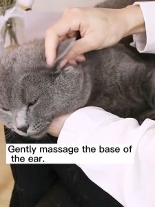 60ml Cat & Dog Mites Odor Removal Ear Drops Infection Solution Treatment Cleaner