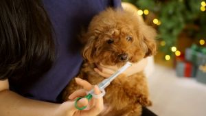 Pet Medicine Feeder Dog Cat Medicine Feeder Medicine Pills Push Cartridge Pet Dog Medical Supplies