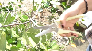 กรรไกรตัดกิ่ง กรรไกรตอนกิ่งchina กรรไกรตัดกิ่งไม้ กรรไกรแต่งกิ่ง กรรไกรทำสวนทำจากเหล็กตัดกิ่งไม้ได้อย่างง่ายดาย กรรไกรสวนอเนกประสงค์ กรรไกรตัดแต่งกิ่ง