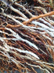 jual akar kelapa segar 1 kg  yang banyak manfaat danhasiatnya