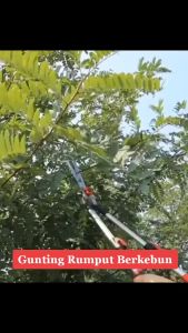 TK-08 Gunting Pemotong Rumput Bahan Besi Bisa Telescopic Tajam Kuat dan Panjang Gagang Model anti Slip Tidak Licin