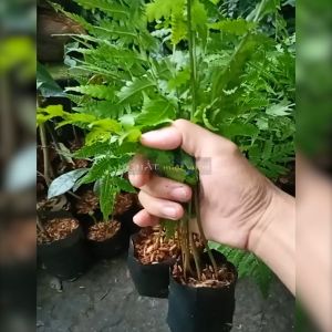 Cây Dương Xỉ Lá Nhuyễn cực đẹp (cây cao 25-40cm như hình)