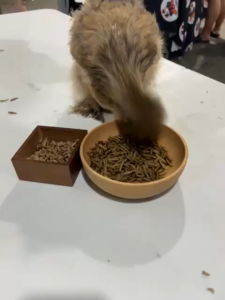 Grub In a Tub