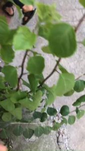 Phao điện câu đài ngày đêm Thiết ngưu cao cấp chuyên rô phi siêu nhạy