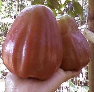 BIBIT JAMBU KING ROSE CEPAT BUAH (BISA COD)