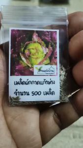 500 เมล็ด ผักกาดแก้วสีม่วง เมล็ดผักกาดแก้ว ผักกาดแก้ว เมล็ดผักกาด Iceberg Lettuce