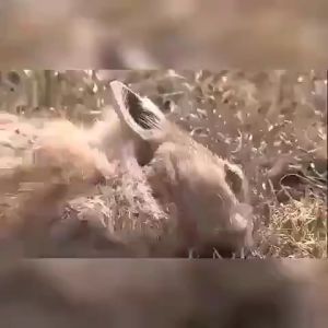 🔥Buy 5 Take 5🔥Japan Rat Poison Rat Killer Dont Die in the Room Rodenticide Lason Sa Daga Mouse Rat Repellent  Harmless to people and pets