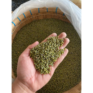 KACANG HIJAU 1Kg/1000g | KACANG IJO BUBUR - BENIH/BIBIT - ISI KUE | GREEN MUNG BEAN MURAH