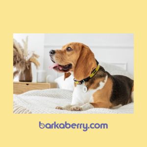 WAUDOG Pet ID Tag Personalised Dog Tag QR Code | Silicone Stainless Steel Water-resistant Fade-proof | 23  Designs DC Comics Superhero | for Dogs and Cats