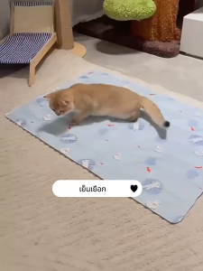 แผ่นเจลเย็นแมว ที่นอนสุนัข Pet Cooling Mat ผ้ากันน้ำ ลดอุณหภูมิอย่างรวดเร็ว แผ่นเจลเย็น เจลเย็นหมา ที่นอนแมว แผ่นเย็นหมา แผ่นรองนอนเย็นสำหรับสัตว์เลี้ยง