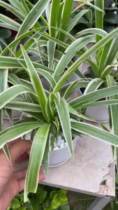 Cây cỏ lan chi trồng chậu kèm đĩa đựng nước cây lan chi dễ sống để trong nhà ngoài ban công cây thanh lọc không khí tốt